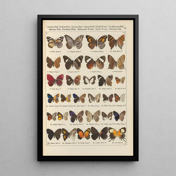 Papillons exotiques Pl087 - Otto Staudinger — ingelijst kunstwerk aan de muur