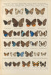 Papillons exotiques Pl088 - Otto Staudinger — weergave van het kunstwerk