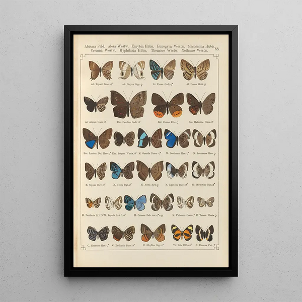 Papillons exotiques Pl088 - Otto Staudinger — ingelijst kunstwerk aan de muur