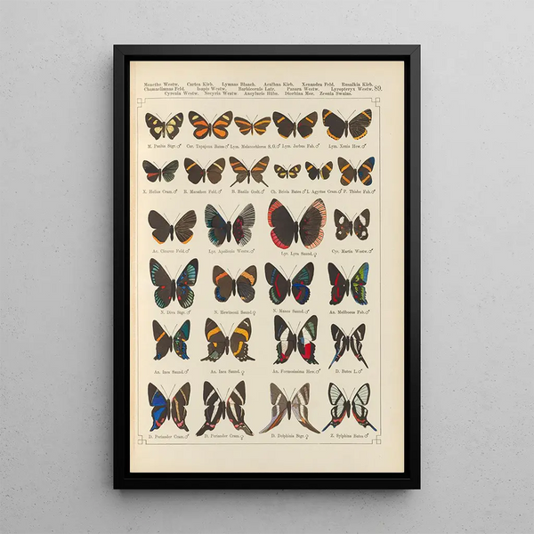 Papillons exotiques Pl089 - Otto Staudinger — ingelijst kunstwerk aan de muur