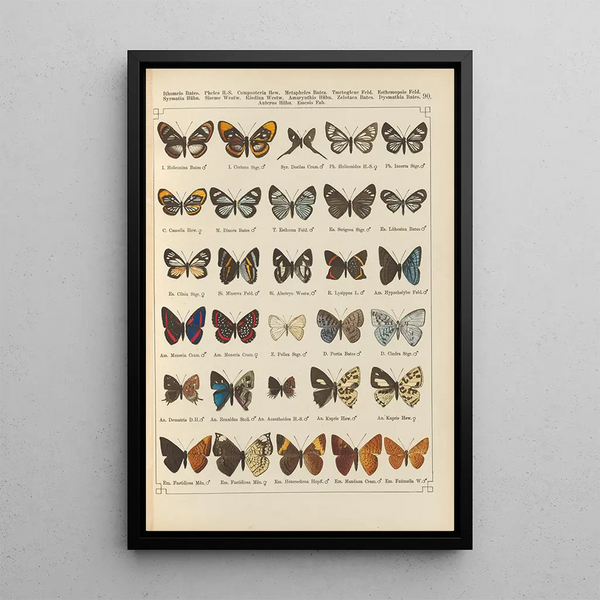 Papillons exotiques Pl090 - Otto Staudinger — ingelijst kunstwerk aan de muur