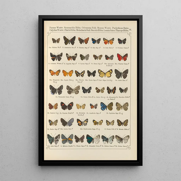 Papillons exotiques Pl091 - Otto Staudinger — ingelijst kunstwerk aan de muur