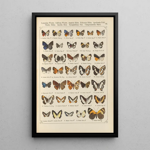 Papillons exotiques Pl092 - Otto Staudinger — ingelijst kunstwerk aan de muur