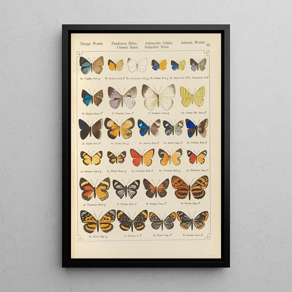 Papillons exotiques Pl093 - Otto Staudinger — ingelijst kunstwerk aan de muur
