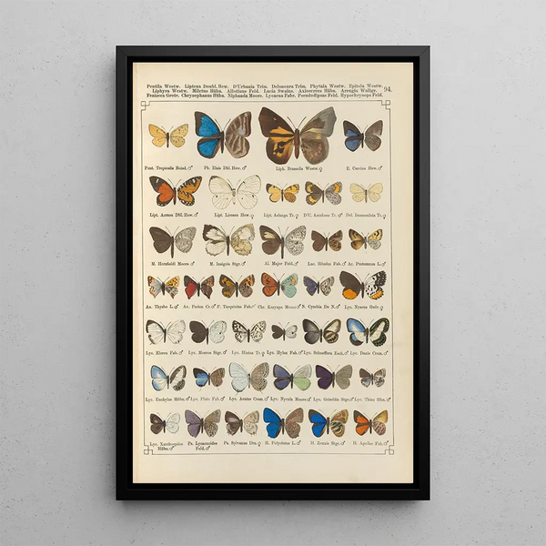 Papillons exotiques Pl094 - Otto Staudinger — ingelijst kunstwerk aan de muur
