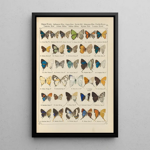 Papillons exotiques Pl095 - Otto Staudinger — ingelijst kunstwerk aan de muur