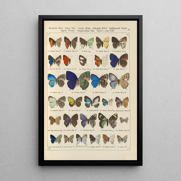 Papillons exotiques Pl096 - Otto Staudinger — ingelijst kunstwerk aan de muur
