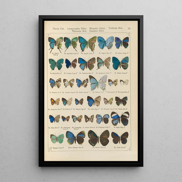 Papillons exotiques Pl097 - Otto Staudinger — ingelijst kunstwerk aan de muur
