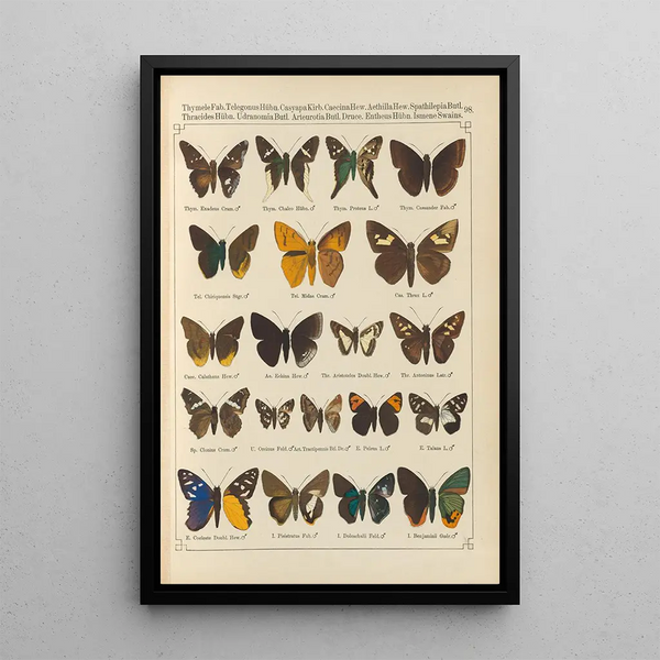 Papillons exotiques Pl098 - Otto Staudinger — ingelijst kunstwerk aan de muur