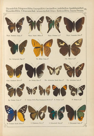 Otto Staudinger - Exotische schmetterlinge Pl098.webp