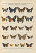 Papillons exotiques Pl099 - Otto Staudinger — weergave van het kunstwerk
