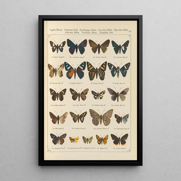Papillons exotiques Pl099 - Otto Staudinger — ingelijst kunstwerk aan de muur