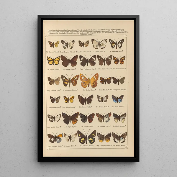 Papillons exotiques Pl100 - Otto Staudinger — ingelijst kunstwerk aan de muur