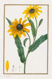 Rudbeckie hérissée - Pancrace Bessa — weergave van het kunstwerk