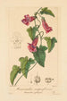 Maurandia semperflorens - Pancrace Bessa — artwork view