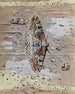 La Boarmie Festonnée - Paul-André Robert — weergave van het kunstwerk