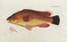 Icones rerum naturalium ou figures enluminées d'histoire naturelle du nord Pl01 - Peder Ascanius — artwork view
