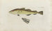 Icones rerum naturalium ou figures enluminées d'histoire naturelle du nord Pl04 - Peder Ascanius — artwork view