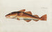 Icones rerum naturalium ou figures enluminées d'histoire naturelle du nord Pl05 - Peder Ascanius — artwork view