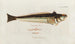 Icones rerum naturalium ou figures enluminées d'histoire naturelle du nord Pl07 - Peder Ascanius — artwork view