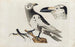 Icones rerum naturalium ou figures enluminées d'histoire naturelle du nord Pl08 - Peder Ascanius — artwork view