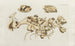 Icones rerum naturalium ou figures enluminées d'histoire naturelle du nord Pl10 - Peder Ascanius — artwork view