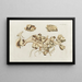 Icones rerum naturalium ou figures enluminées d'histoire naturelle du nord Pl10 - Peder Ascanius — framed artwork on a wall