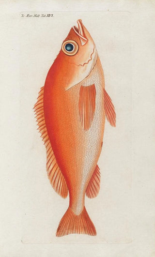 Peder Ascanius - Icones rerum naturalium ou figures enlumines dhistoire naturelle du nord Pl16.webp