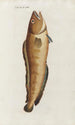Icones rerum naturalium ou figures enluminées d'histoire naturelle du nord Pl17 - Peder Ascanius — weergave van het kunstwerk