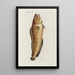 Icones rerum naturalium ou figures enluminées d'histoire naturelle du nord Pl17 - Peder Ascanius — ingelijst kunstwerk aan de muur