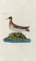 Icones rerum naturalium ou figures enluminées d'histoire naturelle du nord Pl20 - Peder Ascanius — weergave van het kunstwerk