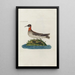 Icones rerum naturalium ou figures enluminées d'histoire naturelle du nord Pl20 - Peder Ascanius — ingelijst kunstwerk aan de muur