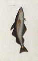 Icones rerum naturalium ou figures enluminées d'histoire naturelle du nord Pl21 - Peder Ascanius — weergave van het kunstwerk