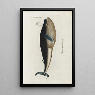 Peder Ascanius - Icones rerum naturalium ou figures enlumines dhistoire naturelle du nord Pl26.webp