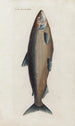 Icones rerum naturalium ou figures enluminées d'histoire naturelle du nord Pl30 - Peder Ascanius — weergave van het kunstwerk