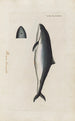 Icones rerum naturalium ou figures enluminées d'histoire naturelle du nord Pl41 - Peder Ascanius — artwork view