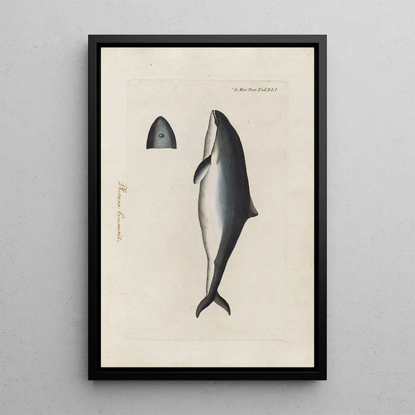 Icones rerum naturalium ou figures enluminées d'histoire naturelle du nord Pl41 - Peder Ascanius — ingelijst kunstwerk aan de muur