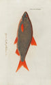 Icones rerum naturalium ou figures enluminées d'histoire naturelle du nord Pl42 - Peder Ascanius — artwork view