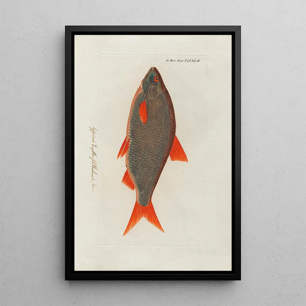Icones rerum naturalium ou figures enluminées d'histoire naturelle du nord Pl42 - Peder Ascanius — ingelijst kunstwerk aan de muur