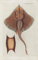 Icones rerum naturalium ou figures enluminées d'histoire naturelle du nord Pl43 - Peder Ascanius — artwork view
