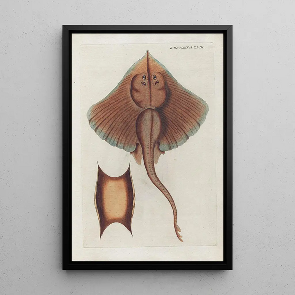 Icones rerum naturalium ou figures enluminées d'histoire naturelle du nord Pl43 - Peder Ascanius — ingelijst kunstwerk aan de muur