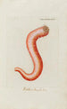 Icones rerum naturalium ou figures enluminées d'histoire naturelle du nord Pl44 - Peder Ascanius — artwork view