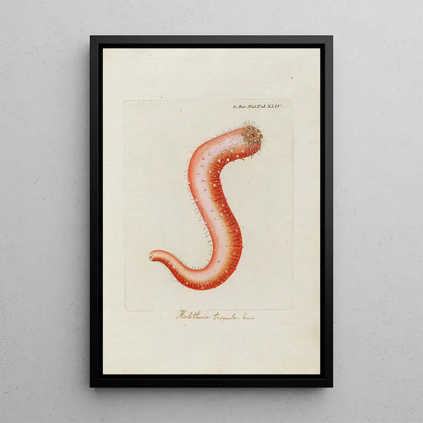 Icones rerum naturalium ou figures enluminées d'histoire naturelle du nord Pl44 - Peder Ascanius — ingelijst kunstwerk aan de muur