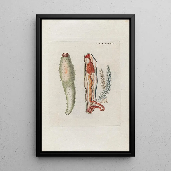 Icones rerum naturalium ou figures enluminées d'histoire naturelle du nord Pl45 - Peder Ascanius — ingelijst kunstwerk aan de muur