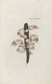 Icones rerum naturalium ou figures enluminées d'histoire naturelle du nord Pl47 - Peder Ascanius — artwork view