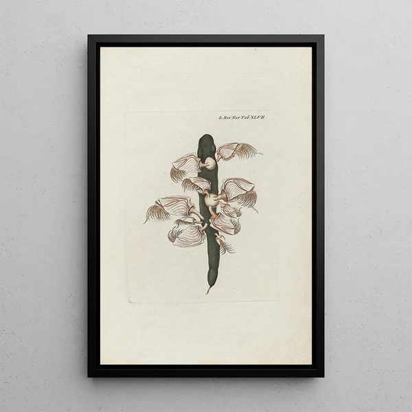 Icones rerum naturalium ou figures enluminées d'histoire naturelle du nord Pl47 - Peder Ascanius — ingelijst kunstwerk aan de muur