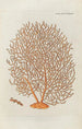 Icones rerum naturalium ou figures enluminées d'histoire naturelle du nord Pl49 - Peder Ascanius — artwork view