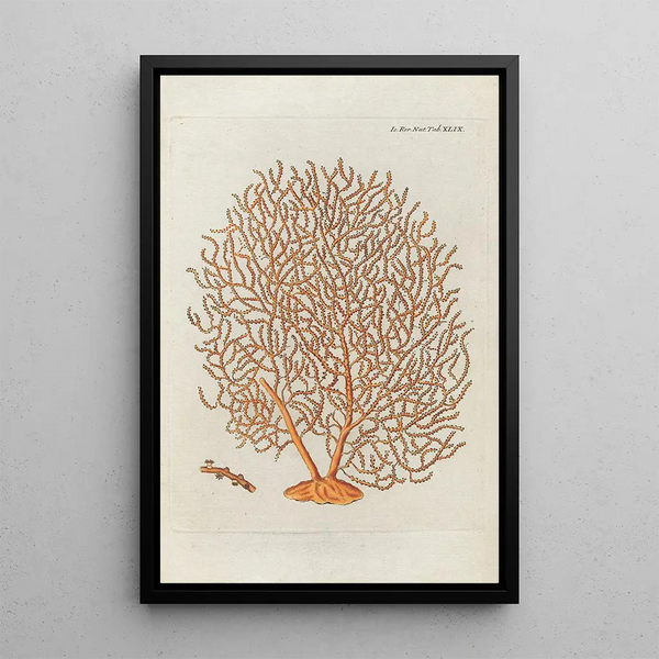 Icones rerum naturalium ou figures enluminées d'histoire naturelle du nord Pl49 - Peder Ascanius — ingelijst kunstwerk aan de muur