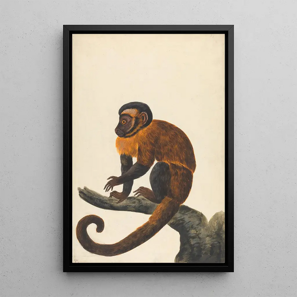 Un capucin - Peter Paillou le Jeune — ingelijst kunstwerk aan de muur