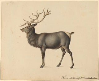 Peter Rindisbacher - European Elk.webp
